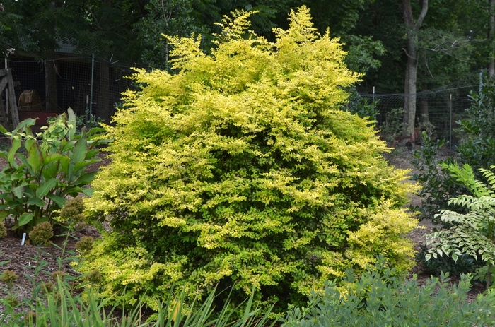 Sunshine Ligustrum - Ligustrum sinese 'Sunshine' from Evans Nursery