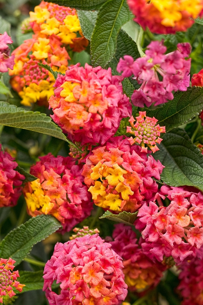 Luscious® Berry Blend™ - Lantana camara from Evans Nursery