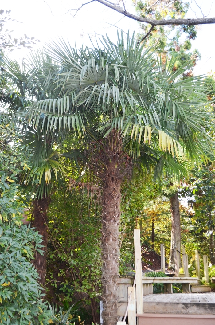 Windmill Palm - Trachycarpus fortunei from Evans Nursery