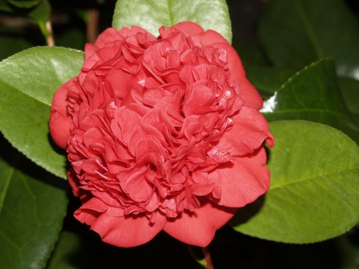 Professor Sargent Camellia - Camellia japonica 'Professor Sargent' from Evans Nursery