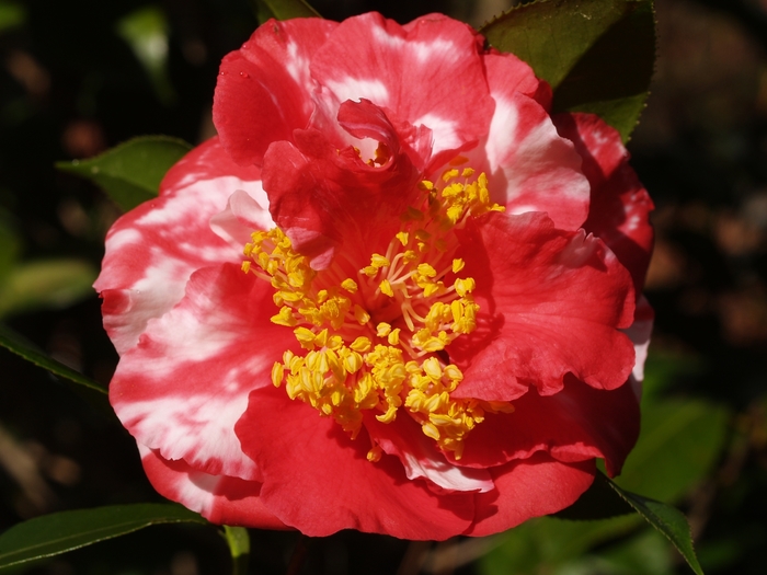 Laura Walker Variegated Camellia - Camellia japonica 'Laura Walker Variegated' from Evans Nursery