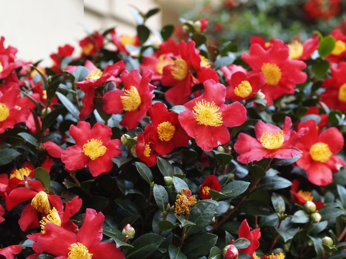 Camellia - Camellia sasanqua 'Yuletide Candle' from Evans Nursery