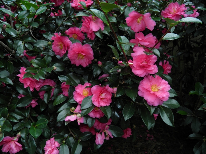 Shishi-Gashira Camellia - Camellia 'Shishi-Gashira' from Evans Nursery