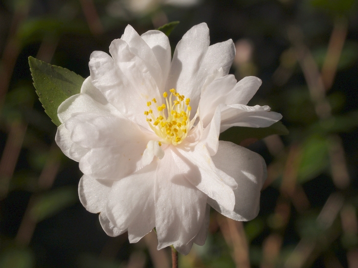 Winter's Snowman - Camellia 'Winter's Snowman from Evans Nursery