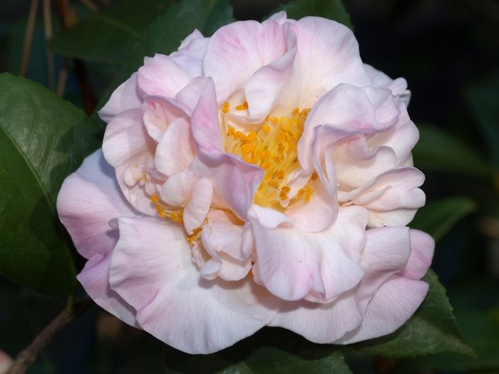 Hgh Fragrance Camellia - Camellia 'High Fragrance' from Evans Nursery