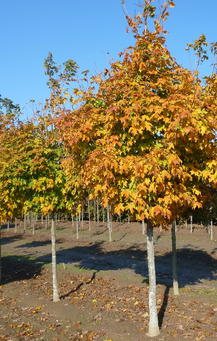 Green Mountain Sugar Maple - Acer saccharum 'Green Mountain' from Evans Nursery