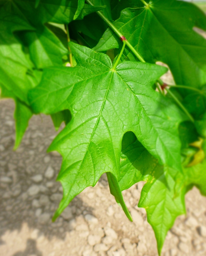 Legacy® Sugar Maple - Acer saccharum 'Legacy' from Evans Nursery