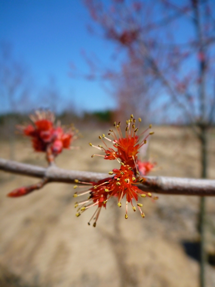 Burgundy Belle® Maple - Acer rubrum 'Magnificent Magenta' from Evans Nursery