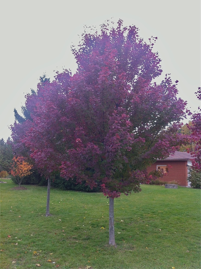 Brandywine Maple - Acer rubrum 'Brandywine' from Evans Nursery