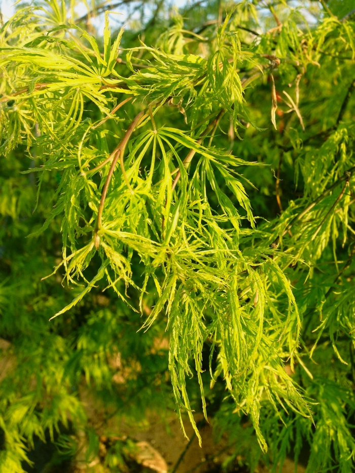 Green Cutleaf Japanese Maple - Acer palmatum dissectum 'Viridis' from Evans Nursery
