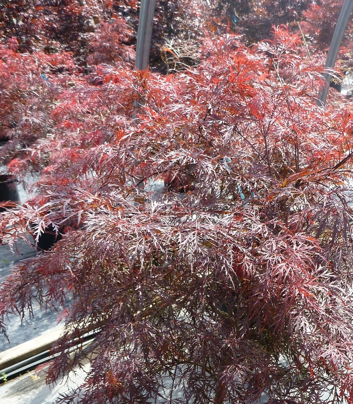 Garnet Cutleaf Japanese Maple - Acer palmatum dissectum 'Garnet' from Evans Nursery