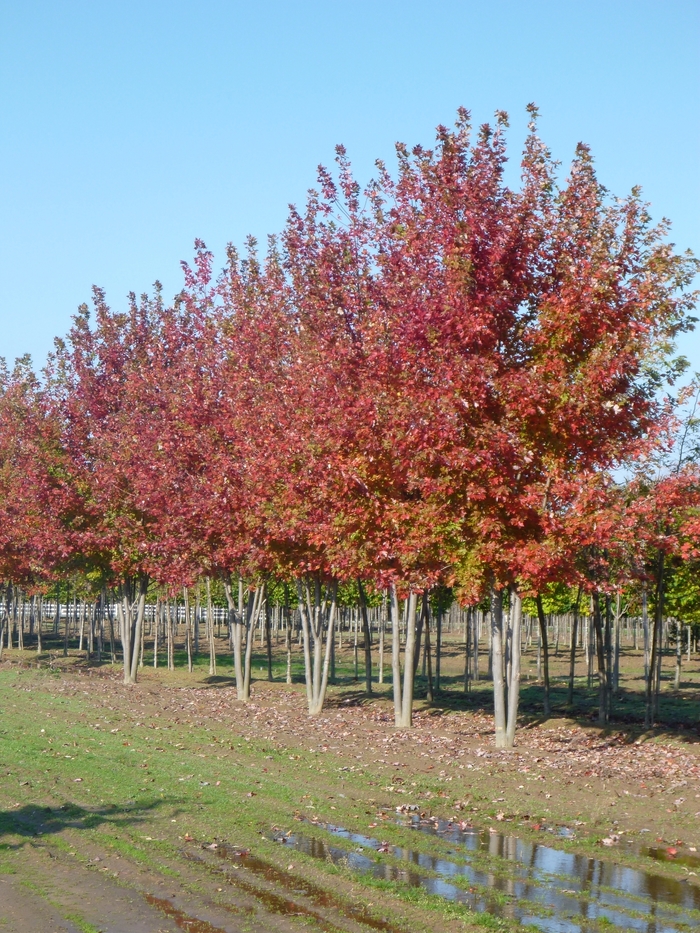 Autumn Blaze® Red Maple Tree - Acer freemanii 'Autumn Blaze®' from Evans Nursery