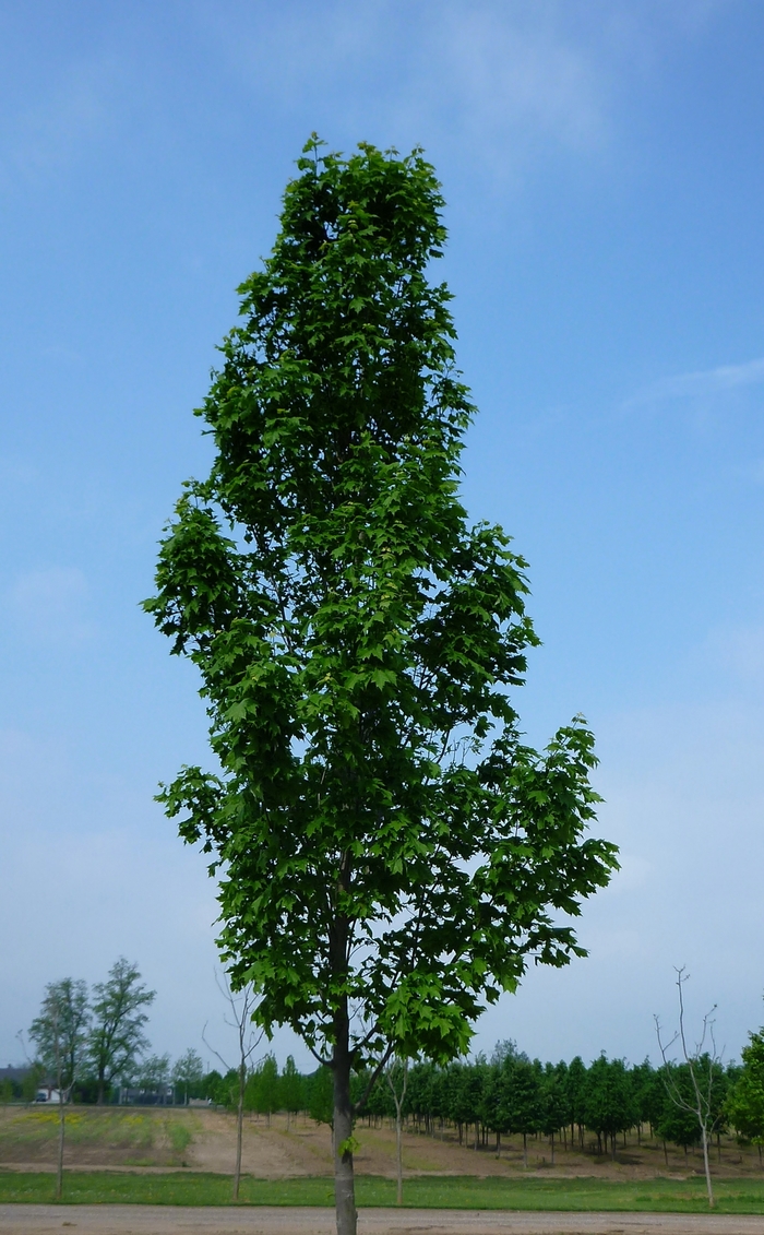 'Armstrong' Freeman Maple - Acer x freemanii from Evans Nursery