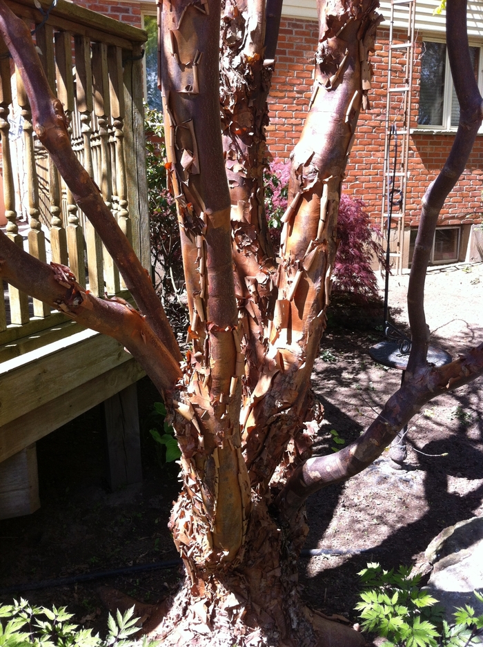 Paperbark Maple - Acer griseum from Evans Nursery