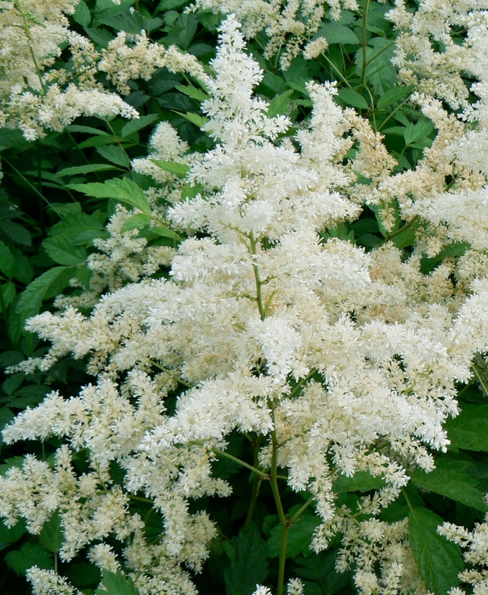 Astilbe - Astilbe arendsii 'Bridal Veil' from Evans Nursery