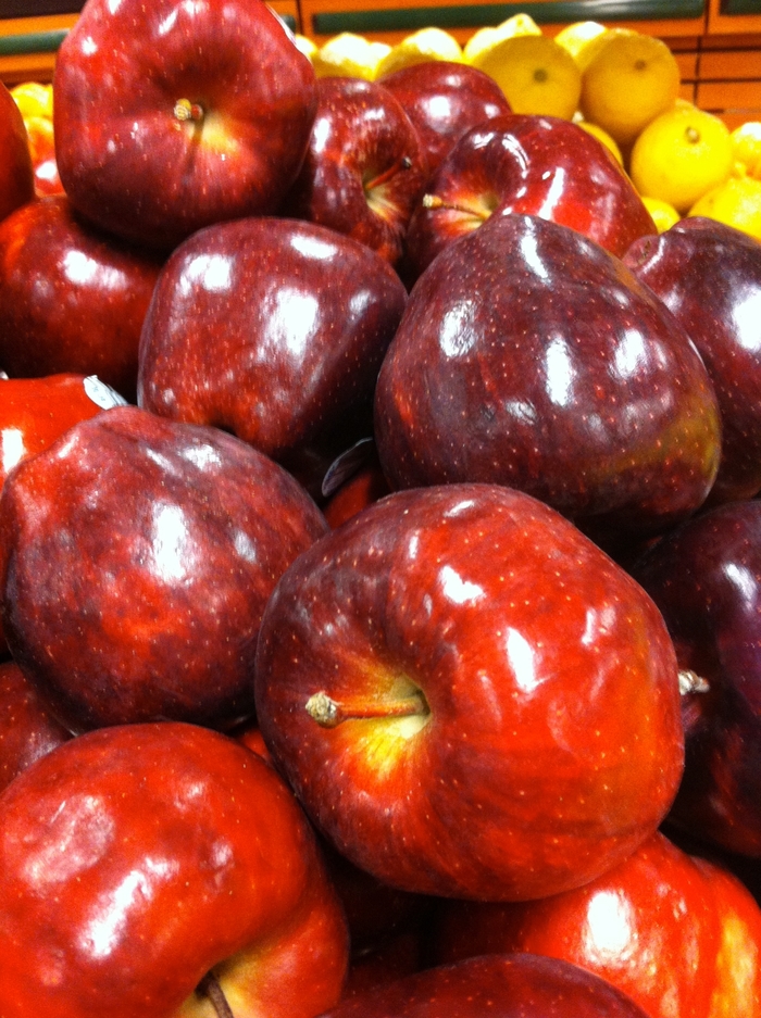 'Red Delicious' - Malus domestica from Evans Nursery