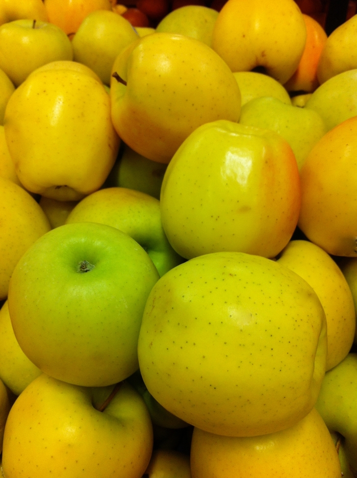 'Golden Delicious' - Malus domestica from Evans Nursery