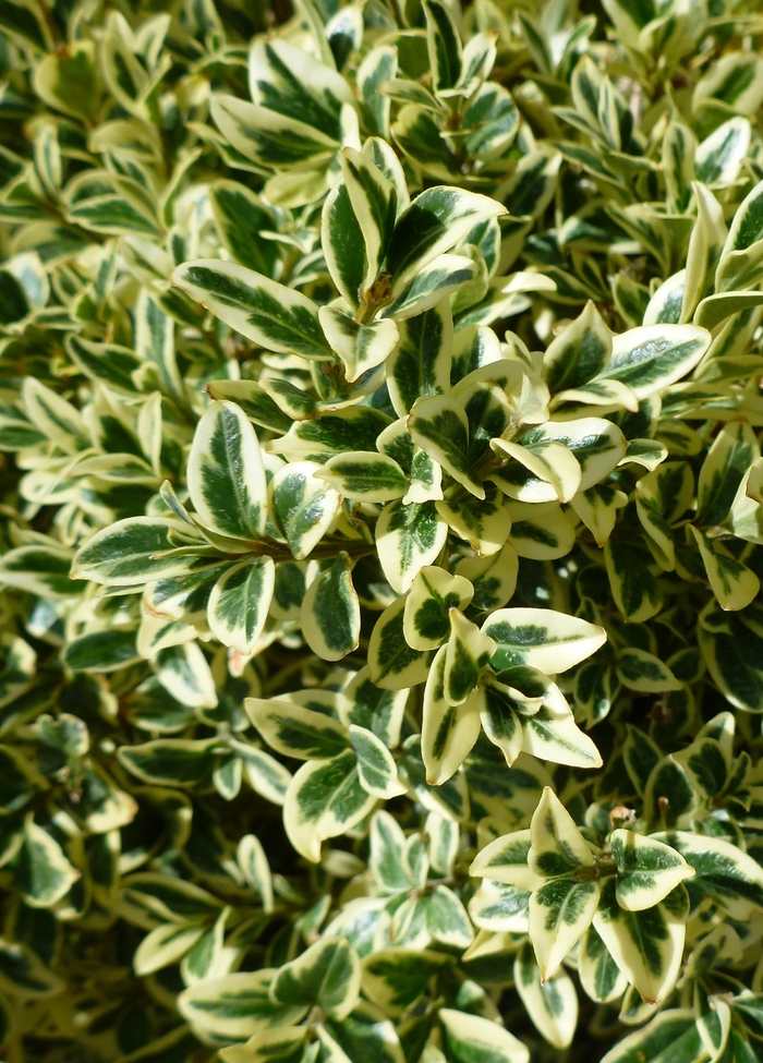 Variegated English Boxwood - Buxus sempervirens 'Aureo-variegata' from Evans Nursery