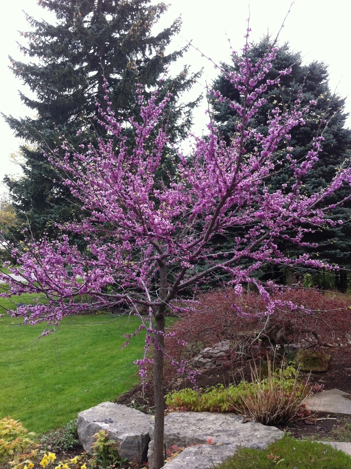 Eastern Redbud - Cercis canadensis from Evans Nursery