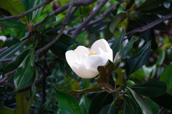 D.D. Blanchard Magnolia - Magnolia grandiflora from Evans Nursery