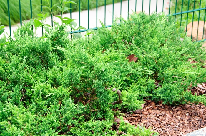 Sargentii Sargent''s Juniper - Juniperus chinensis ''Sargentii'' (Sargent''s Juniper) from Evans Nursery