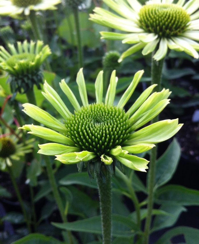 Green Jewel Coneflower - Echinacea 'Green Jewel' from Evans Nursery