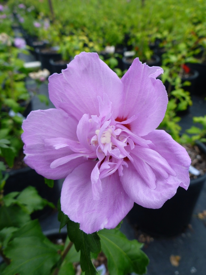 Rose of Sharon - Hibiscus syriacus 'Ardens' from Evans Nursery