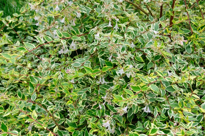 Twist of Lime™ Glossy Abelia - Abelia x grandiflora 'Hopley's' from Evans Nursery