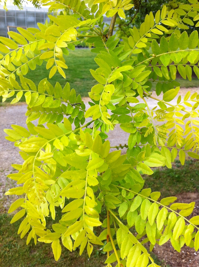 Sunburst® Honeylocust - Gleditsia triacanthos var. inermis 'Suncole' from Evans Nursery