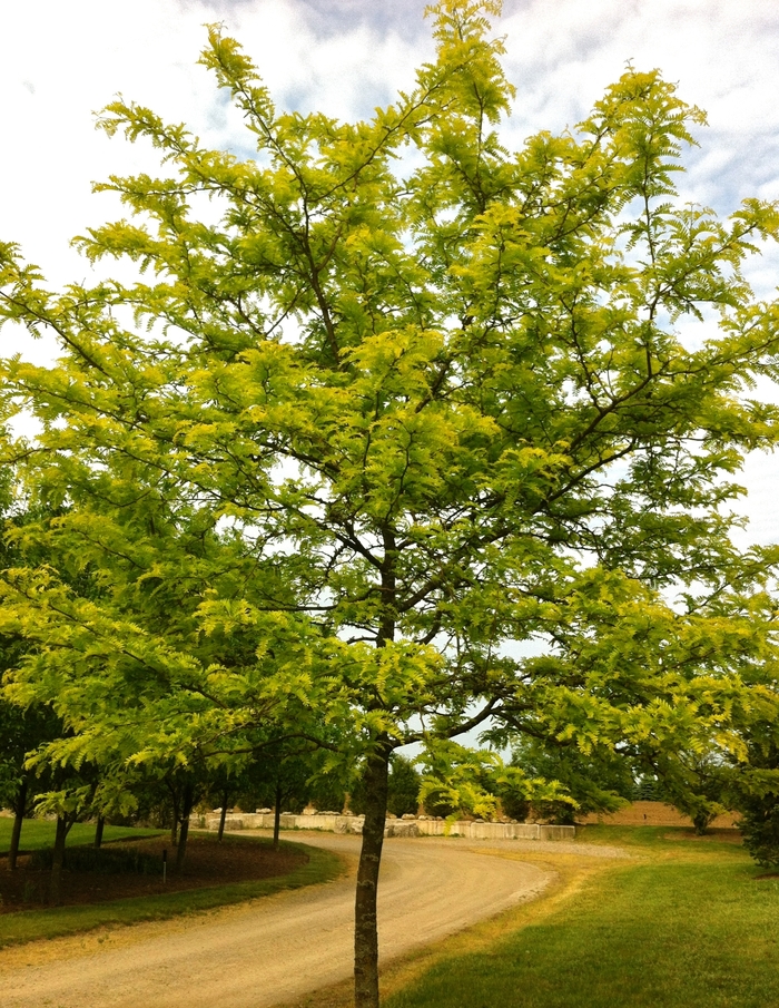 Gleditsia triacanthos var. inermis 