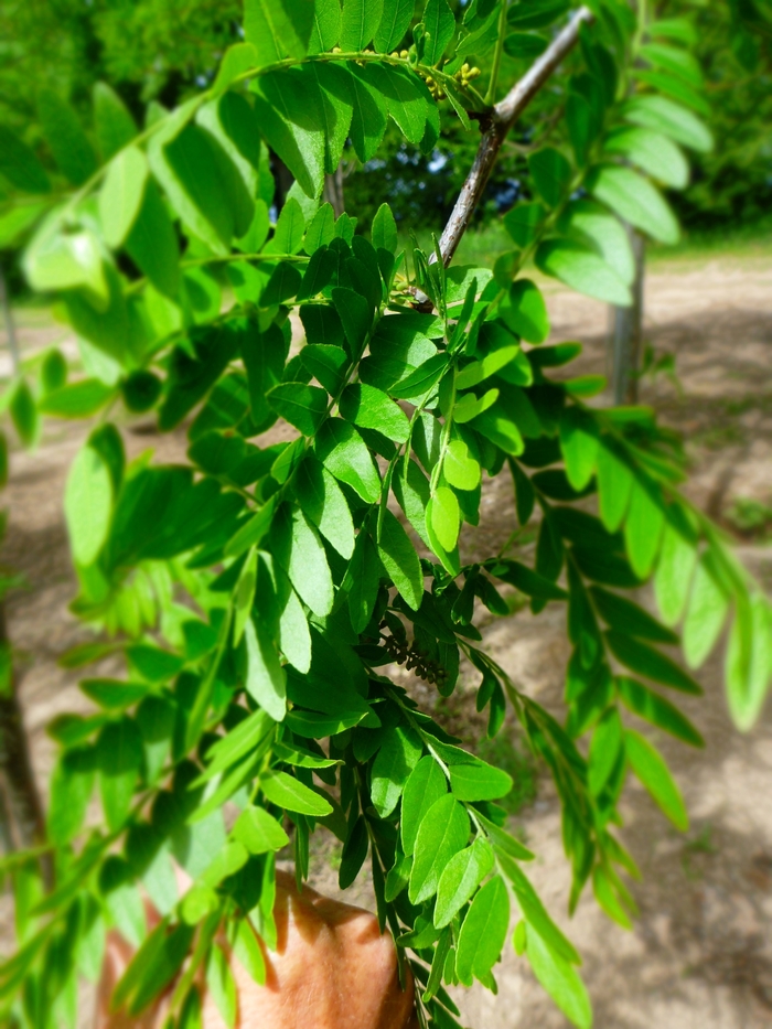 'Skyline®' Honeylocust - Gleditsia triacanthos var. inermis from Evans Nursery