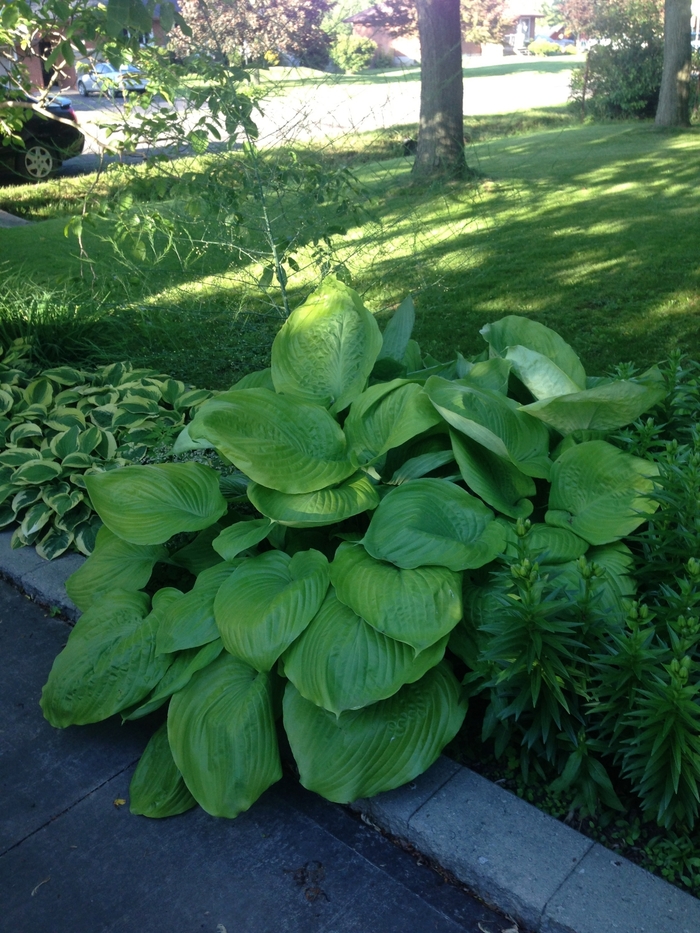 Sum and Substance Hosta - Hosta 'Sum and Substance' from Evans Nursery