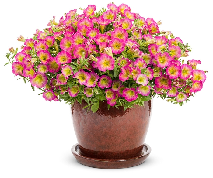 Supertunia® Daybreak Charm - Petunia hybrid from Evans Nursery