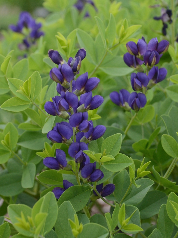 Decadence® 'Sparkling Sapphires' - Baptisia hybrid from Evans Nursery