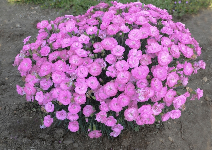 Fruit Punch® 'Sweetie Pie' - Dianthus hybrid from Evans Nursery