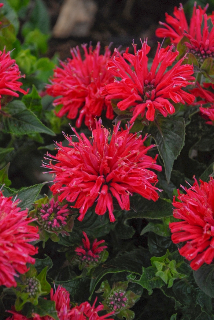 'Pardon My Cerise' - Monarda didyma from Evans Nursery