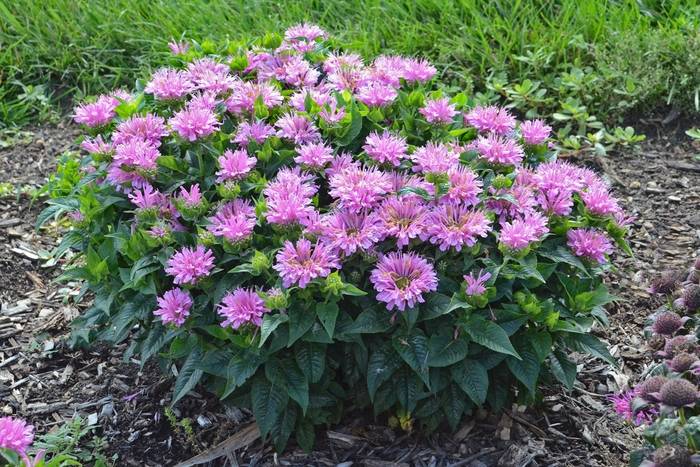 'Pardon My Lavender' - Monarda didyma from Evans Nursery