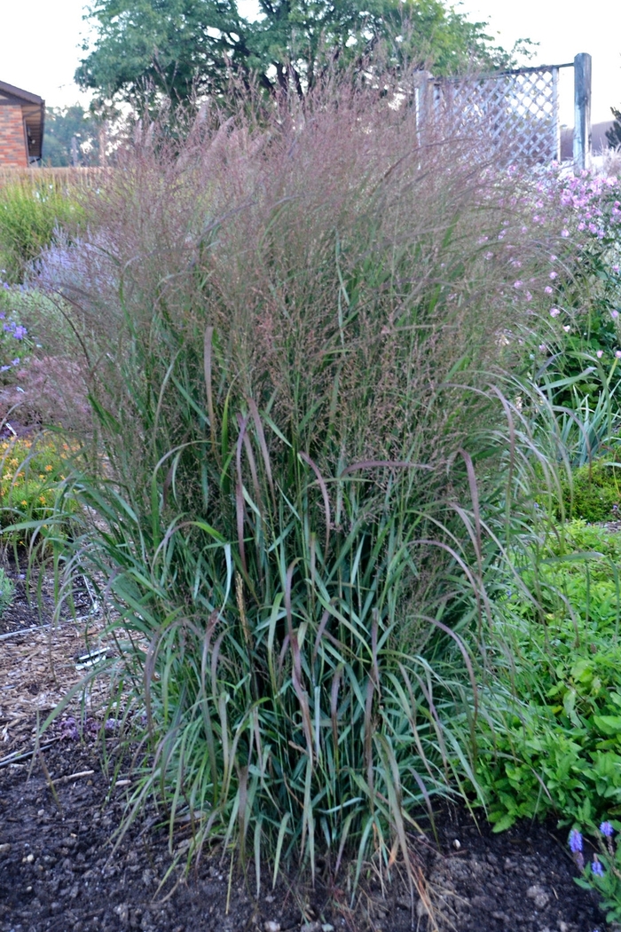 Prairie Winds® 'Apache Rose' - Panicum virgatum (Switch Grass) from Evans Nursery