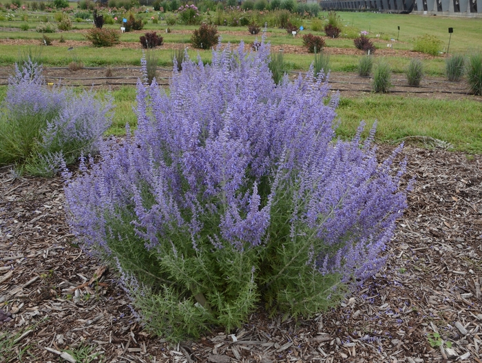 'Denim 'n Lace' - Perovskia atriplicifolia from Evans Nursery