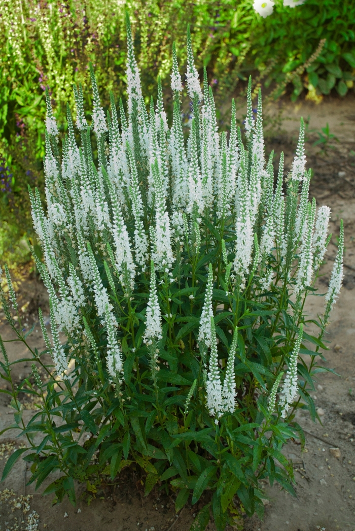 Magic Show® 'White Wands' - Veronica hybrid from Evans Nursery
