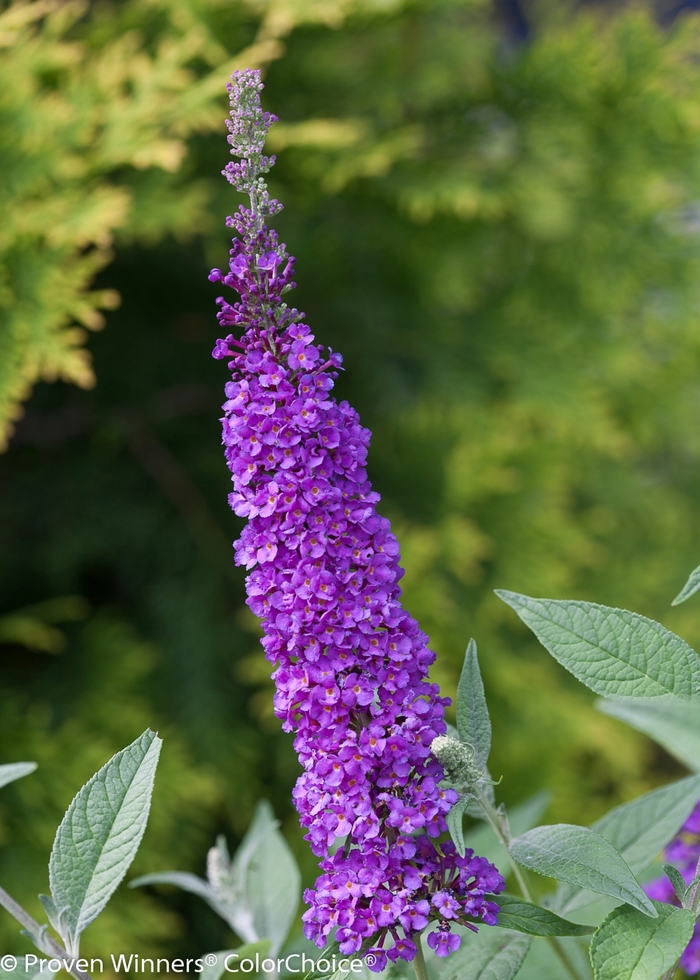 'Miss Violet' - Buddleia davidii from Evans Nursery