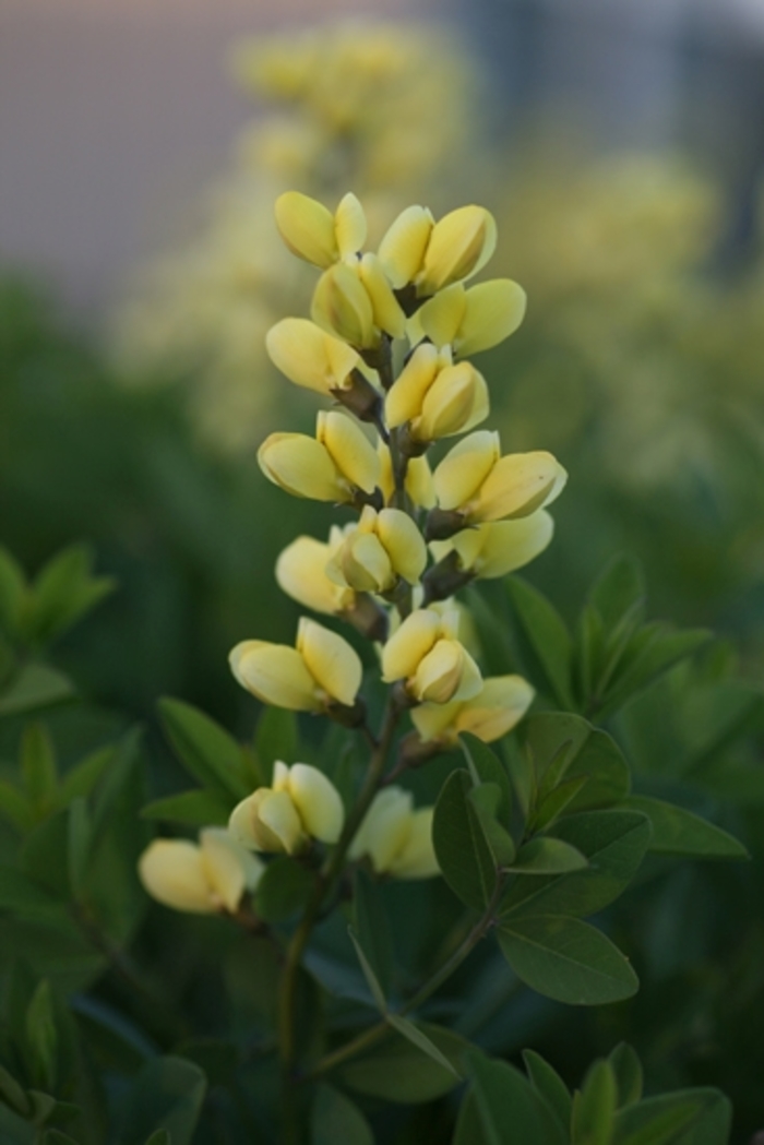 Decadence® Lemon Meringue - Baptisia hybrid from Evans Nursery