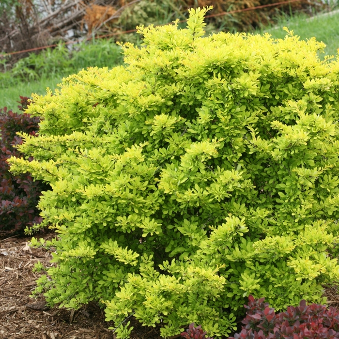 Sunjoy® Citrus - Berberis thunbergii from Evans Nursery