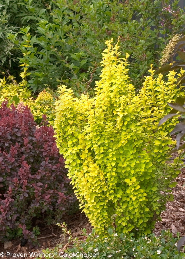 Sunjoy Gold Pillar® - Berberis thunbergii from Evans Nursery