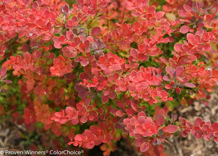 Sunjoy® Tangelo - Berberis thunbergii from Evans Nursery