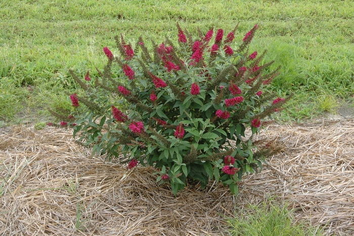 'Miss Molly' - Buddleia davidii from Evans Nursery