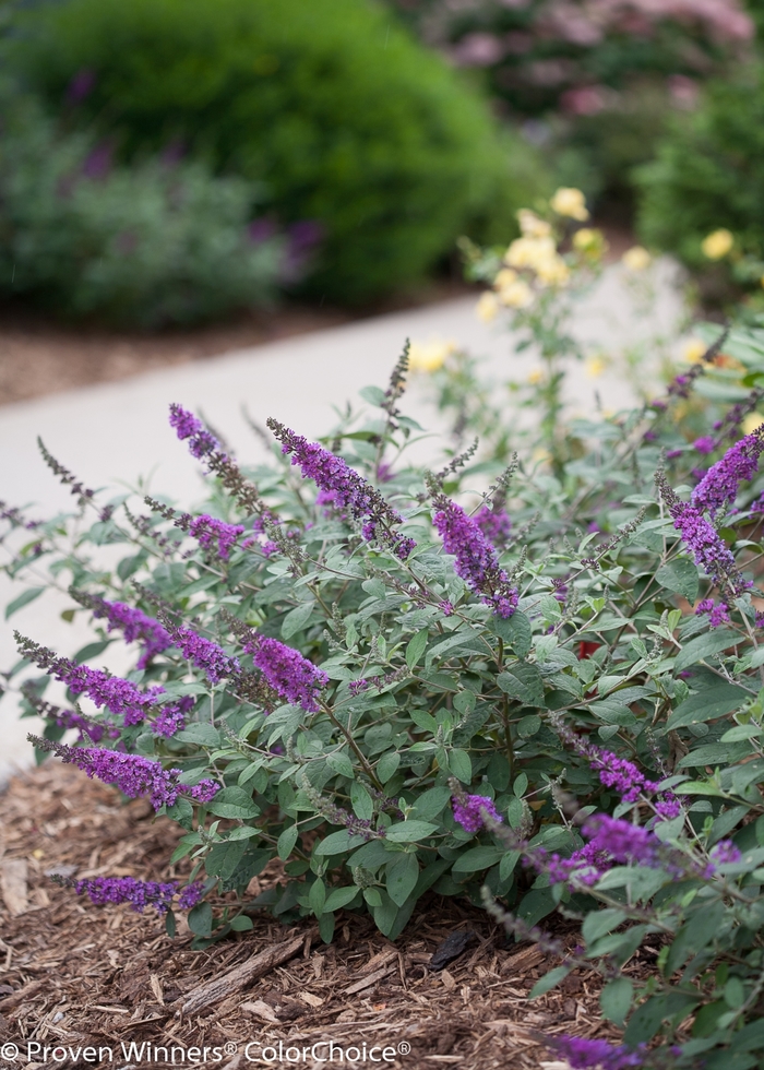 Lo & Behold® 'Blue Chip Jr.' - Buddleia x from Evans Nursery