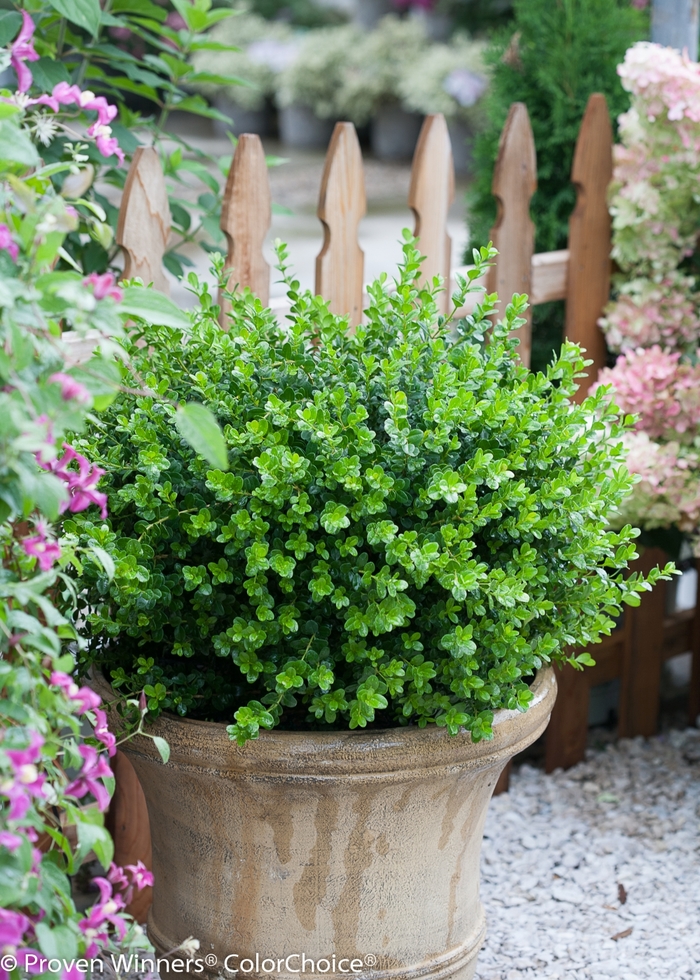 'Sprinter®' Boxwood - Buxus microphylla from Evans Nursery