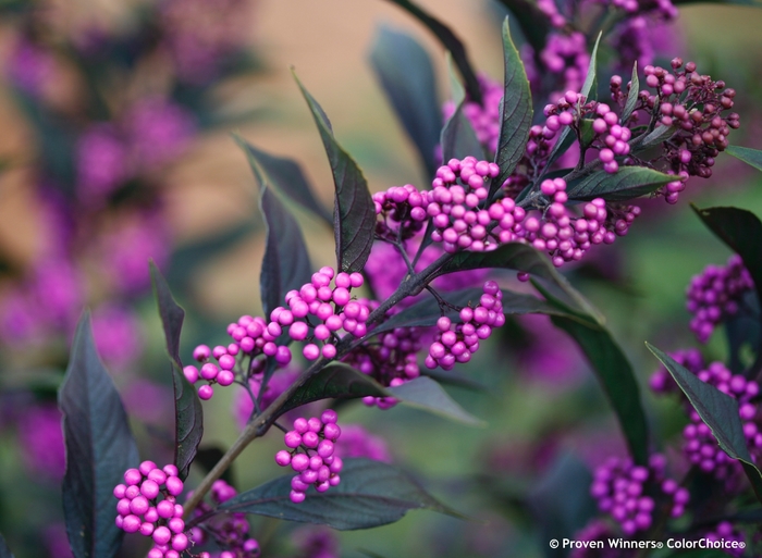 Pearl Glam® - Callicarpa x from Evans Nursery