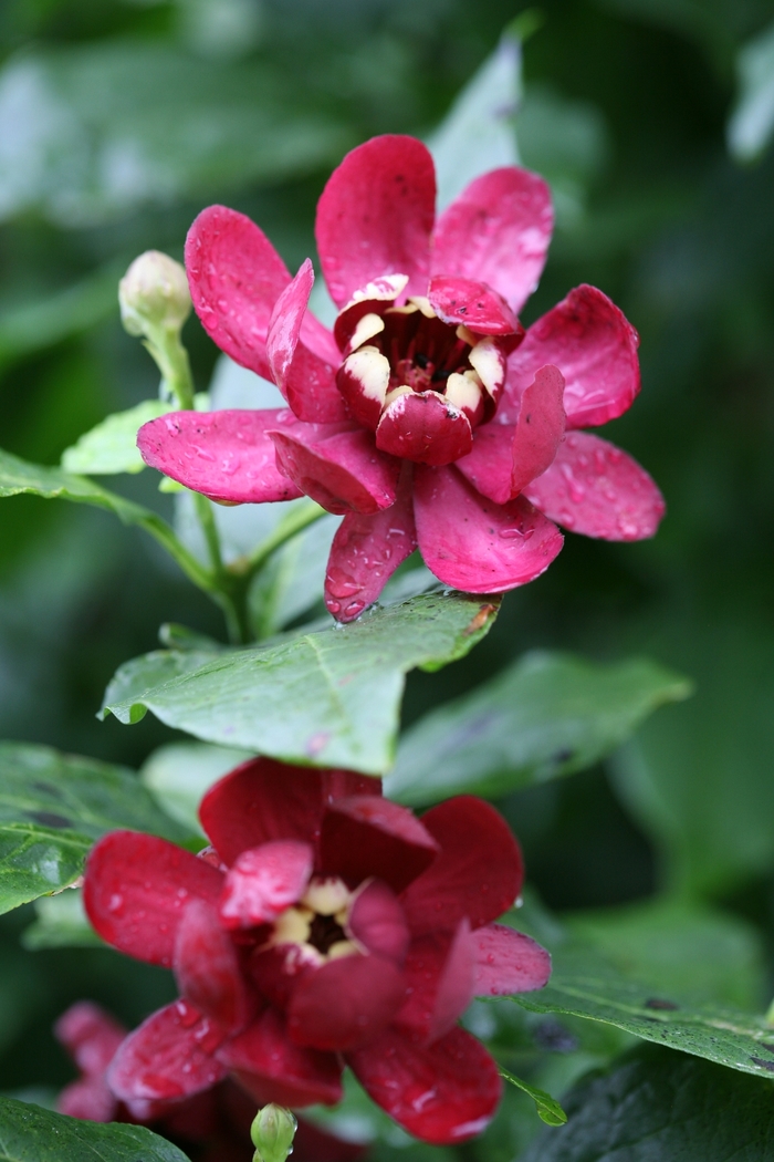 'Aphrodite' - Calycanthus x from Evans Nursery